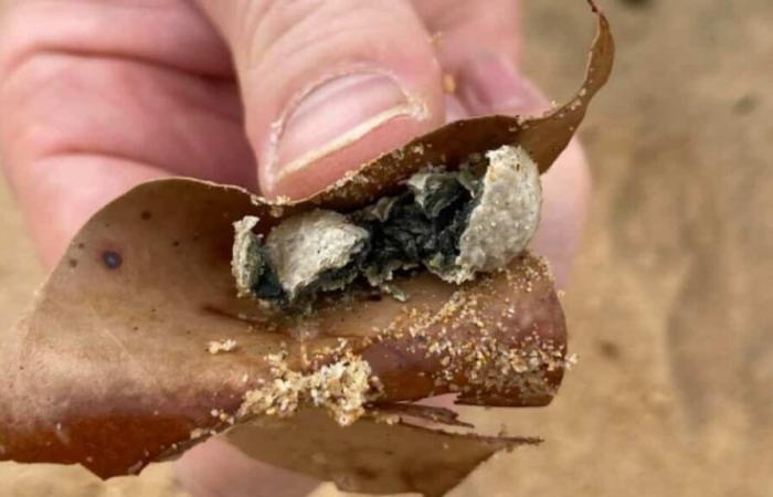 biglie misteriose costringono alla chiusura di 9 spiagge a Sydney