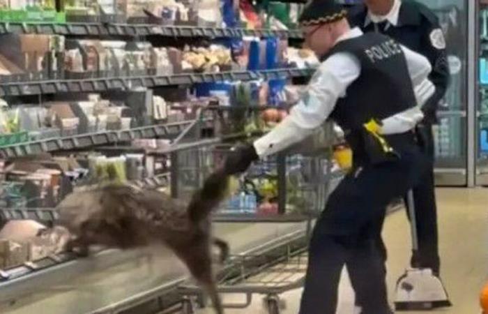 Un coyote si nascondeva in un Aldi di Chicago