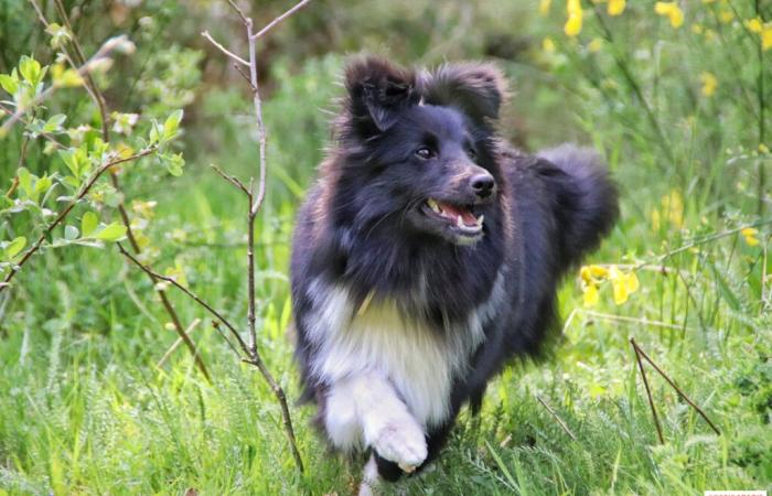 un luogo per comprendere, prendersi cura e proteggere meglio gli animali a Parigi