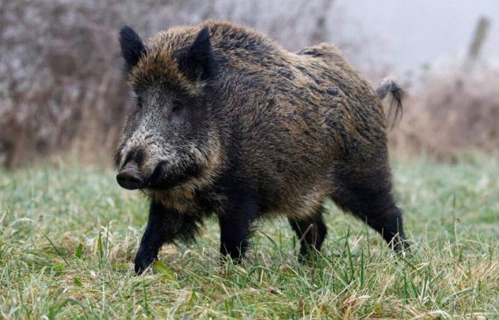 la giustizia amministrativa dà una nuova possibilità alla scrofa adottata e minacciata di eutanasia – Libération