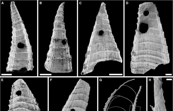 I ricercatori scoprono una corsa agli armamenti vecchia di 517 milioni di anni ⚔️