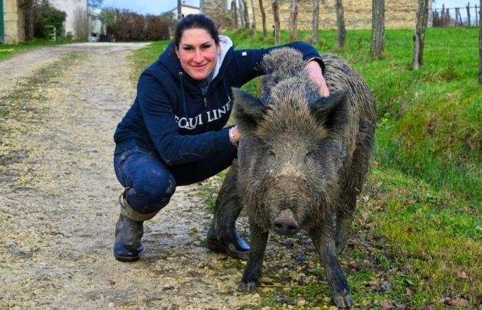 Domato, Rillette ottiene una tregua