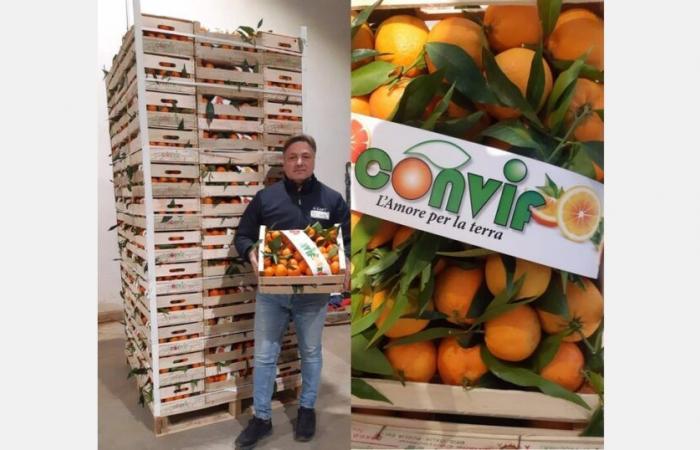 “Ultime settimane per le clementine comuni con prezzi sostenuti in campo e sui mercati”