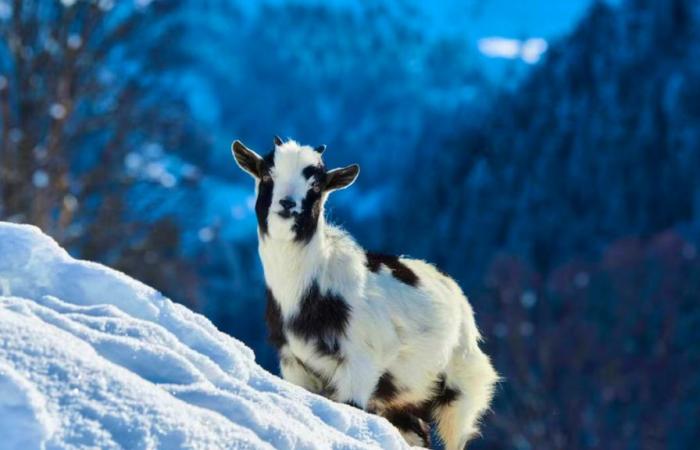 Abbandona le sue capre in alpeggio nonostante il gelido inverno