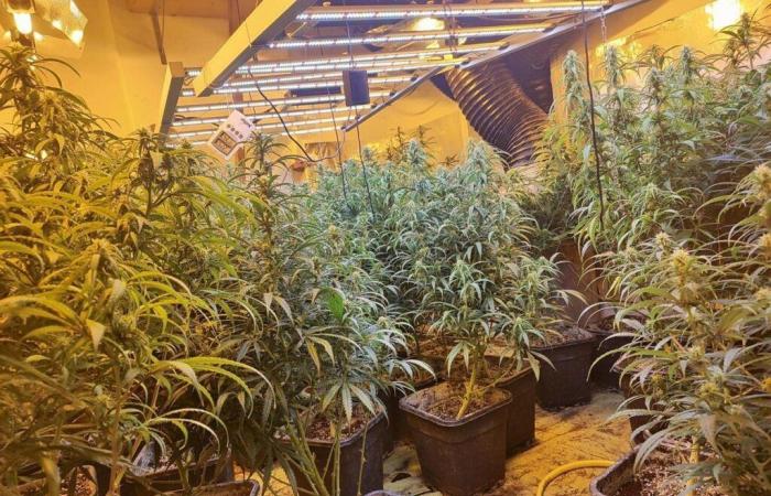 Scoperti dalla polizia 500 piante di cannabis e un laboratorio di #droghesintetiche