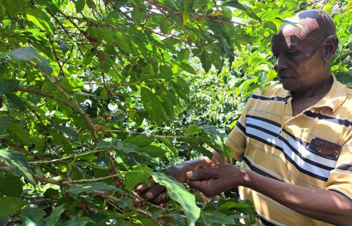 In Kenya, il settore del caffè colpito dal cambiamento climatico