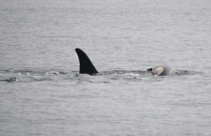 La madre orca spinge ancora il vitello più di due settimane dopo la morte