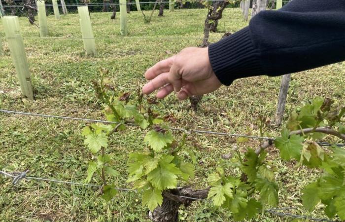 Gelo, tempeste… Come possono ricevere un indennizzo gli agricoltori del Tarn-et-Garonne?