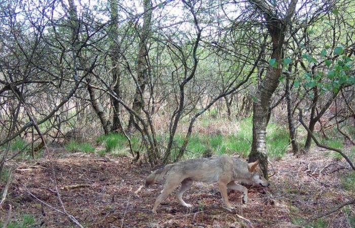 “Un raro avvistamento”… Un fotografo amatoriale ha visto un lupo nuotare in Bretagna