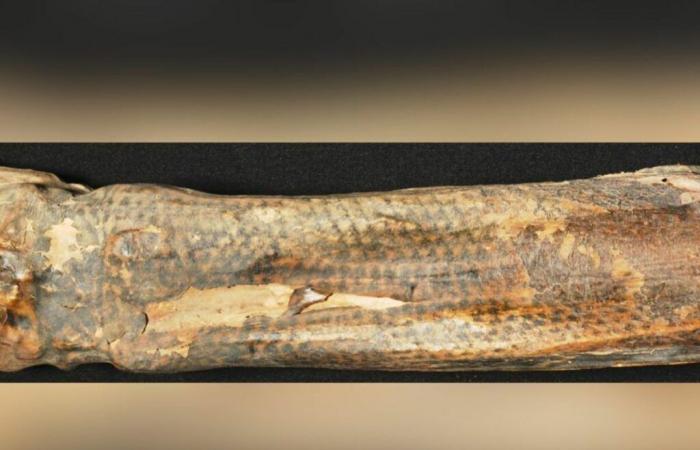 I tatuaggi di queste mummie peruviane rivelano i loro segreti