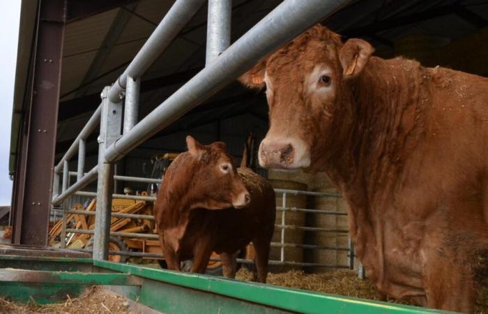 A Indre, un progetto Agribox a Valençay per “spiegare il mestiere e creare collegamenti”