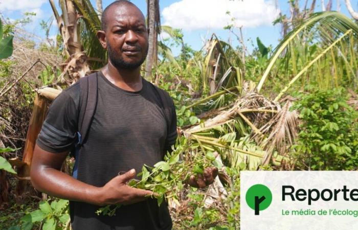 A Mayotte devastata dal ciclone, “gli agricoltori hanno perso tutto”