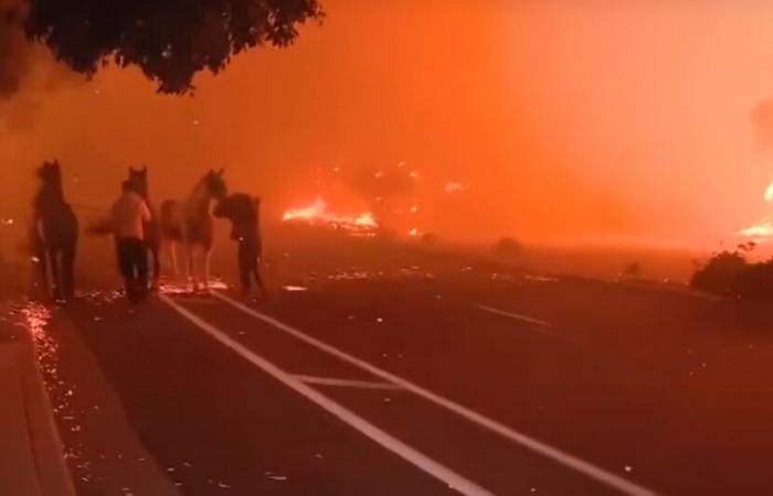 Le persone rischiano la vita per salvare diversi cavalli da incendi devastanti