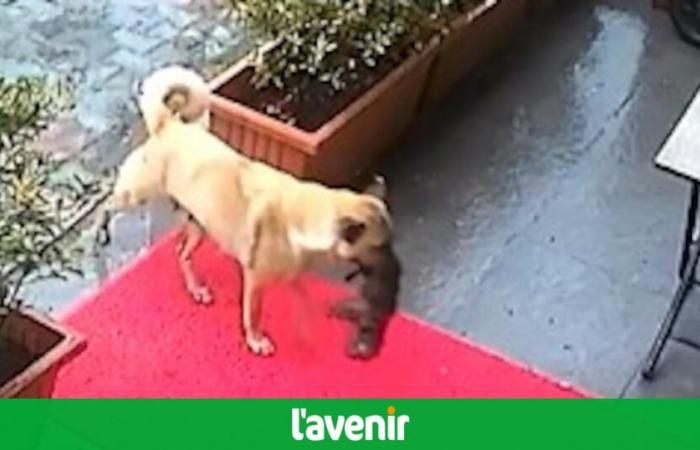 Un gesto incredibile: un cane lascia volontariamente il suo bambino morente dal veterinario per le cure (VIDEO)