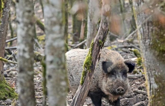 colpa della caccia vietata la domenica?