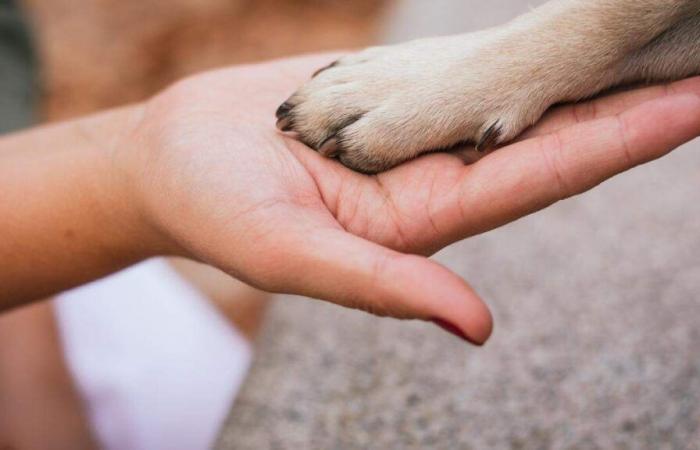 Il ministro Hansen fornisce maggiori dettagli sulla morte di uno dei cani in pensione