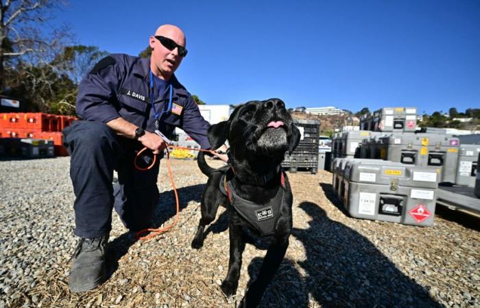 A Los Angeles i cani salvano vite umane alla ricerca delle vittime degli incendi