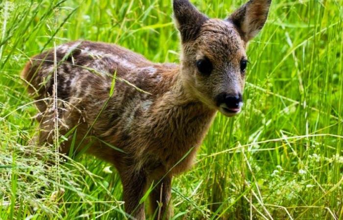 Vogliono usare i loro droni per salvare i cerbiatti