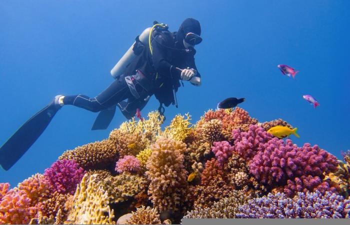 Speranza per la Grande Barriera Corallina