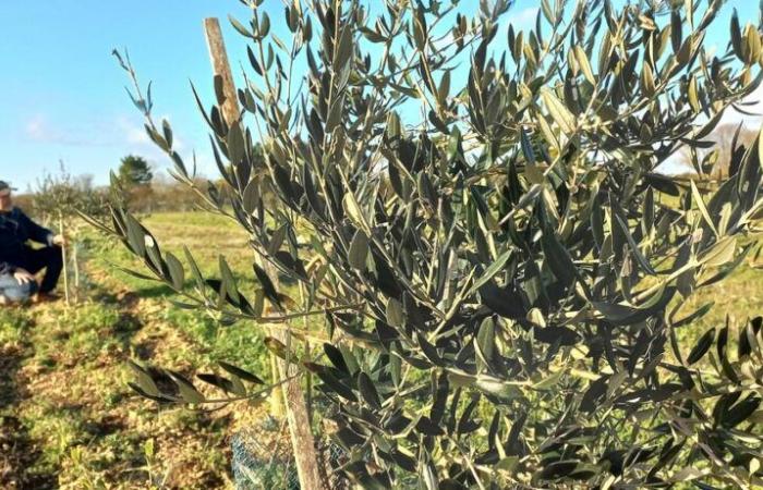 l’agricoltura comincia ad interessarsi da vicino all’olivo