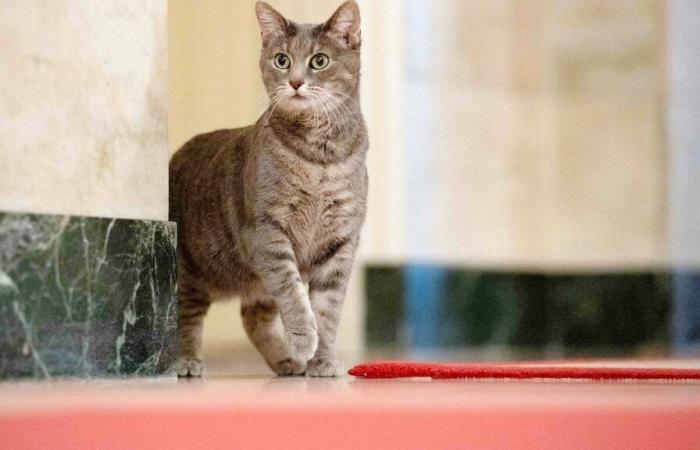 animali domestici alla Casa Bianca, una tradizione dei presidenti americani