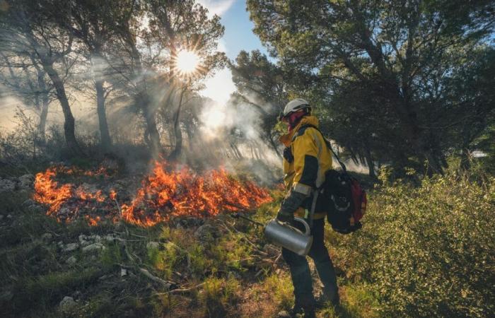 Nell’Aude, i vigili del fuoco utilizzano il fuoco in inverno per limitare gli incendi in estate