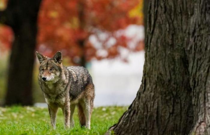 Sì, ci sono dei coyote in città