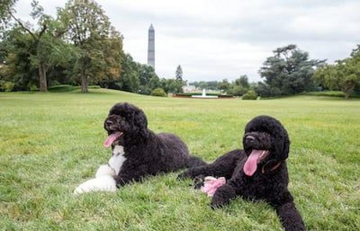 Da George Washington a Joe Biden: animali domestici alla Casa Bianca, una tradizione dei presidenti americani