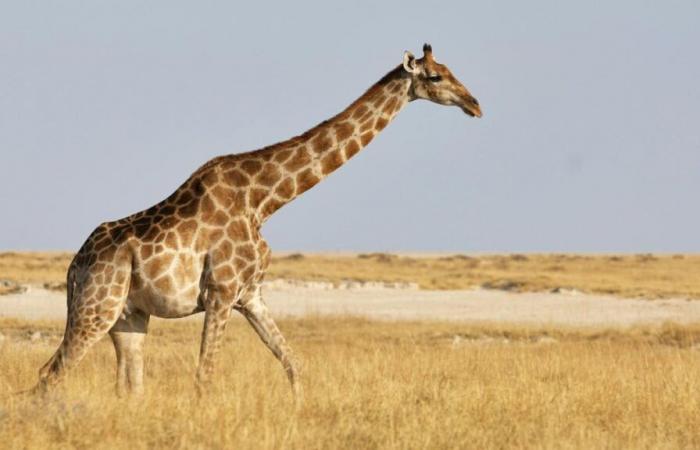 Le giraffe soffocano di più a causa del loro collo lungo?