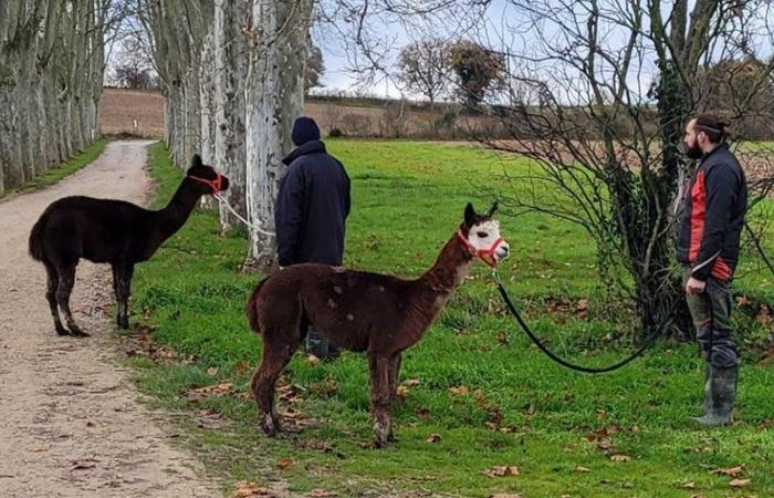 due alpaca uccisi in una fattoria del Tarn dall’attacco di un cane