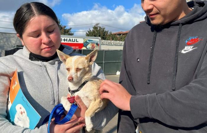 Commovente incontro con gli animali salvati dagli incendi a Los Angeles