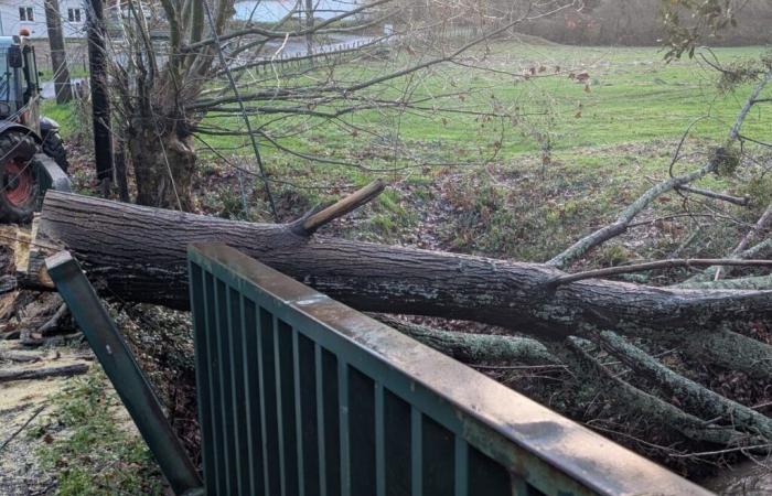 è morto dopo la caduta di un albero tagliato da suo figlio