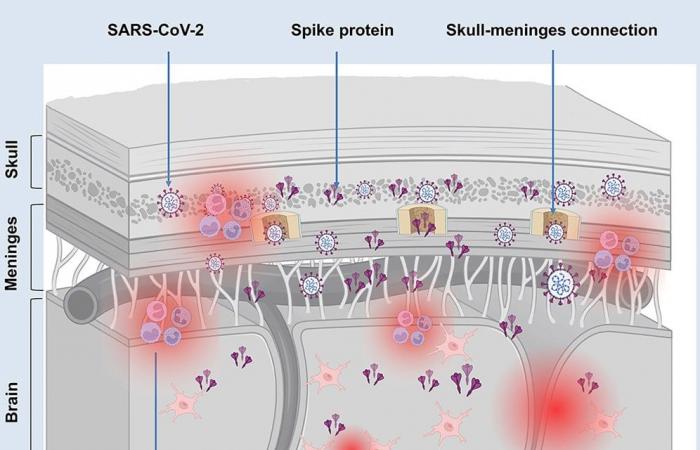 persistenza antigenica della proteina Spike nel sistema nervoso