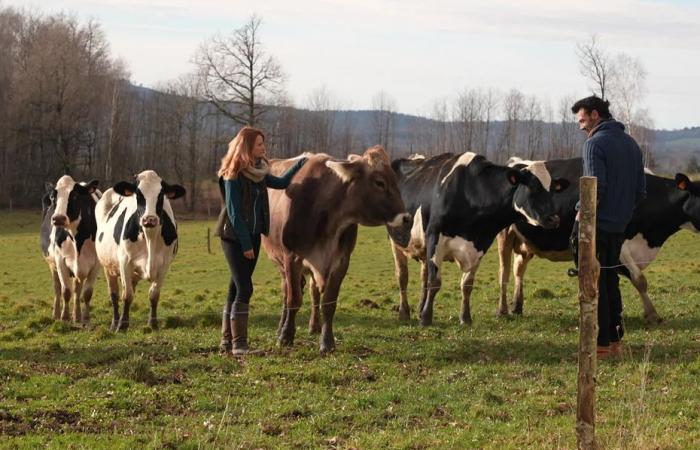 Vittima di un errore nella diagnosi di tubercolosi bovina, un allevatore chiede un risarcimento