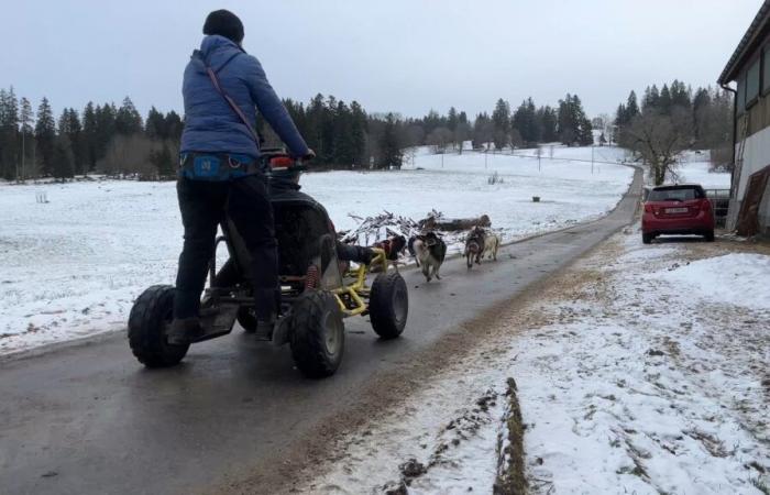 Via libera alle gare di cani da slitta