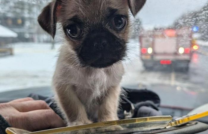 Un cucciolo salvato dalle macerie di un incendio