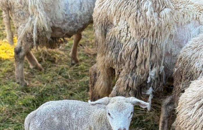 quattro rifugi hanno salvato 15 pecore da “maltrattamenti estremi”, trovati 17 cadaveri tra cui agnelli (video)