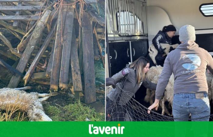 quattro rifugi hanno salvato 15 pecore da “maltrattamenti estremi”, trovati 17 cadaveri tra cui agnelli (video)