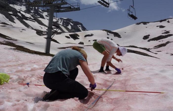 Queste alghe della neve che diventano rosso sangue al sole