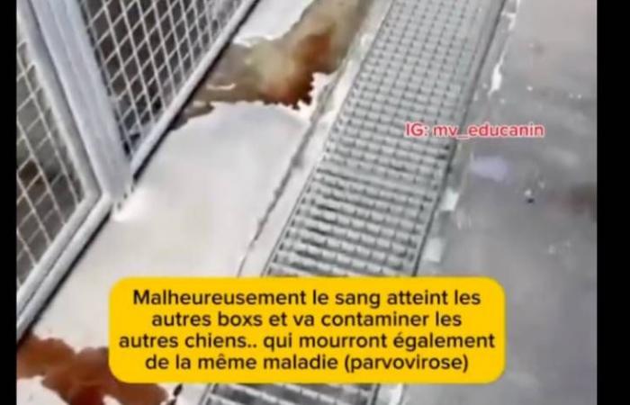 Un appello urgente per la protezione degli animali