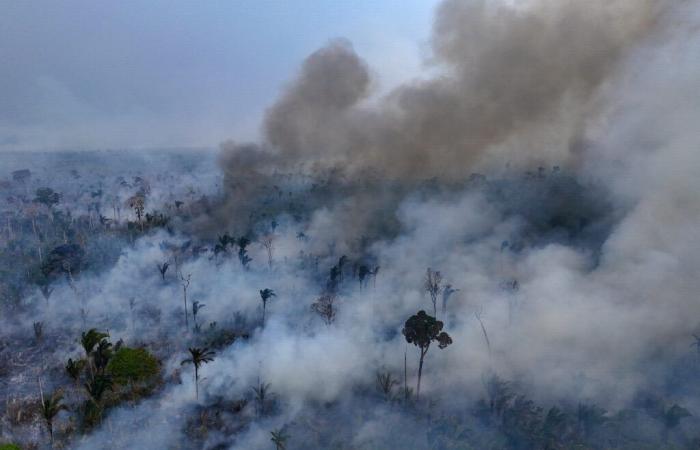 la superficie dell’impianto bruciata dagli incendi è aumentata del 79% nel 2024