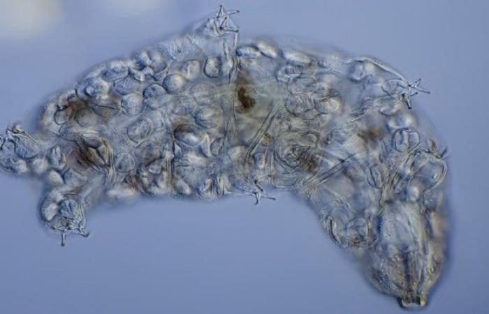 I tardigradi hanno recuperato geni da specie estinte per diventare (quasi) indistruttibili