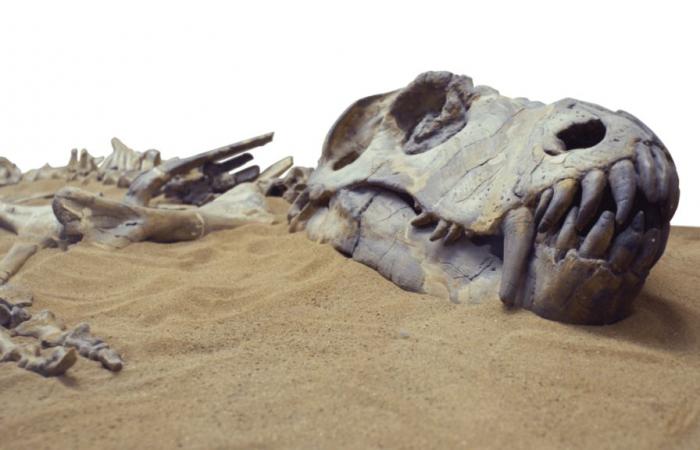 Uno dei fossili di dinosauro più antichi del mondo ritrovato sotto una forte pioggia