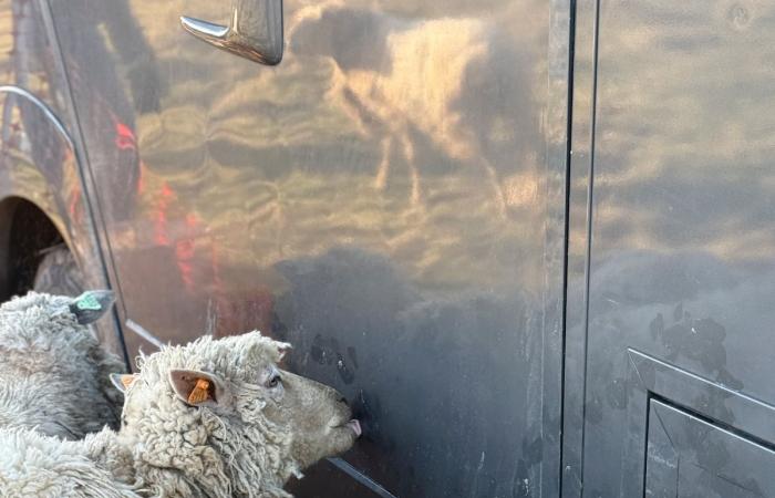 quattro rifugi hanno salvato 15 pecore da “maltrattamenti estremi”, trovati 17 cadaveri tra cui agnelli (video)