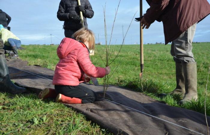 Nuove siepi saranno piantate in questa zona del Calvados: un appello ai volontari