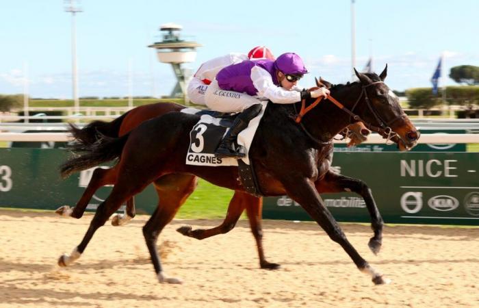 21/01 a Cagnes – Premio Freddy Palmer: Hohenschwangau tutto d’un fiato