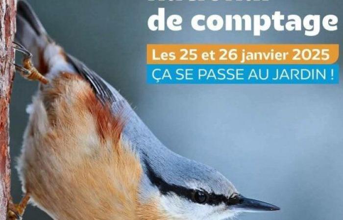 Partecipa al conteggio invernale degli uccelli da giardino – Le Petit Journal