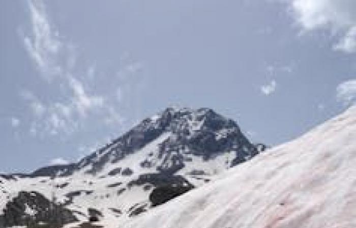 Queste alghe della neve che diventano rosso sangue al sole