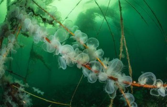 le meraviglie del mondo sottomarino in immagini