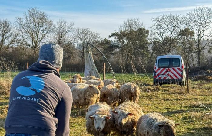 quattro rifugi hanno salvato 15 pecore da “maltrattamenti estremi”, trovati 17 cadaveri tra cui agnelli (video)